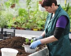 Employee of greenhouse