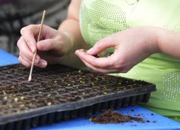 Employee of greenhouse