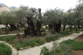 The Garden of Gethsemane
