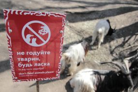 Кози