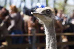 ostrich