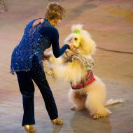 Премьера программы «Цирк кураж»