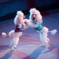 Премьера программы «Цирк кураж»