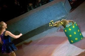 Premiere of "The Circus courage"