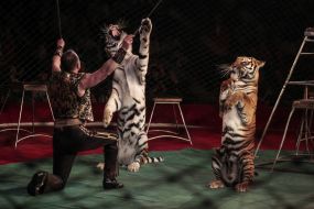 Attraction with tigers