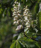 Flowering chestnuts