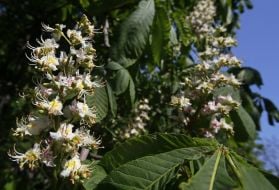 Flowering chestnuts