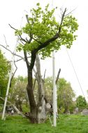 700-year-old oak