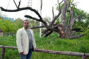 Alexander Prytula near the 700-year-old oak