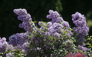 Цветущая сирень