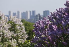 Цветущая сирень