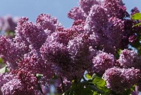 Blossoming lilac