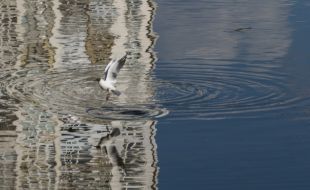 Seagull sits on the water