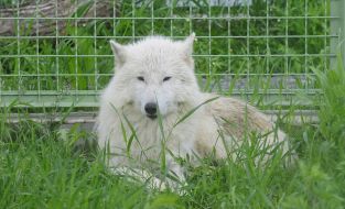 Белый полярный волк