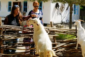 Посетители в зоопарке