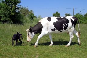 Cow