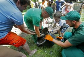 У Маріїнському парку садять дерева