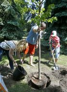 У Маріїнському парку садять дерева