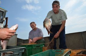 Investigation of the Kiev reservoir fish stocks
