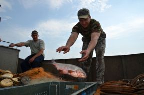 Investigation of the Kiev reservoir fish stocks