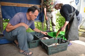 Investigation of the Kiev reservoir fish stocks