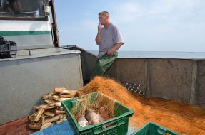 Investigation of the Kiev reservoir fish stocks