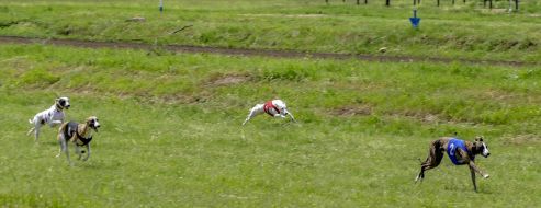 Соревнования для собак