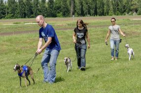 Соревнования для собак