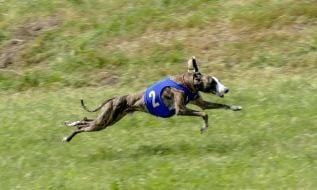 Соревнования для собак