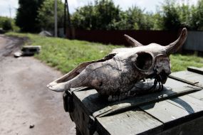 The skull of an animal