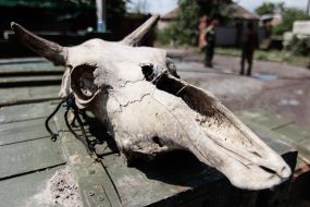 The skull of an animal