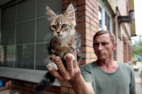 Military holding kitten