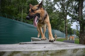 Собака породы овчарка