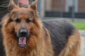 Собака породы овчарка