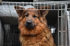 Собака породы овчарка