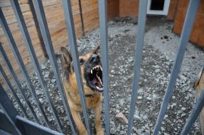 Собака породы овчарка