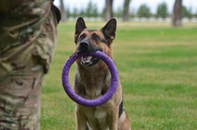 Собака породы овчарка