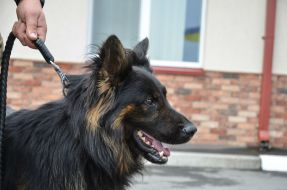 Собака породы овчарка