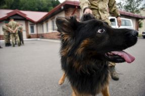 Собака породы овчарка