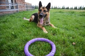 Собака породы овчарка