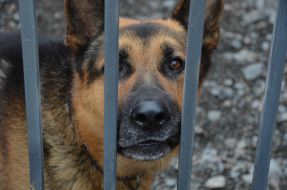 Собака породы овчарка