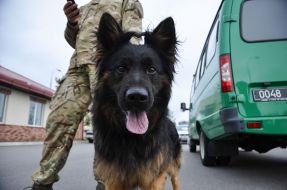 Собака породы овчарка