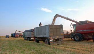 Grain Harvest