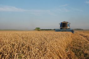 Grain Harvest