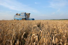 Grain Harvest