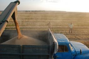 Grain Harvest