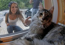 Cat Cafe Tofycatspace