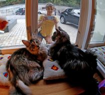 Cat Cafe Tofycatspace