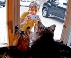 Cat Cafe Tofycatspace