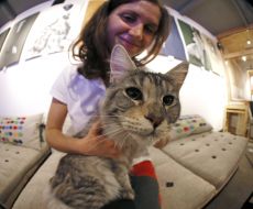 Cat Cafe Tofycatspace